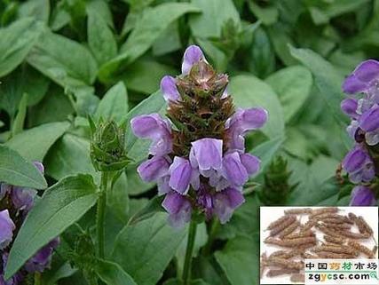 猫爪草和夏枯草的副作用(长期喝猫爪草和夏枯草)