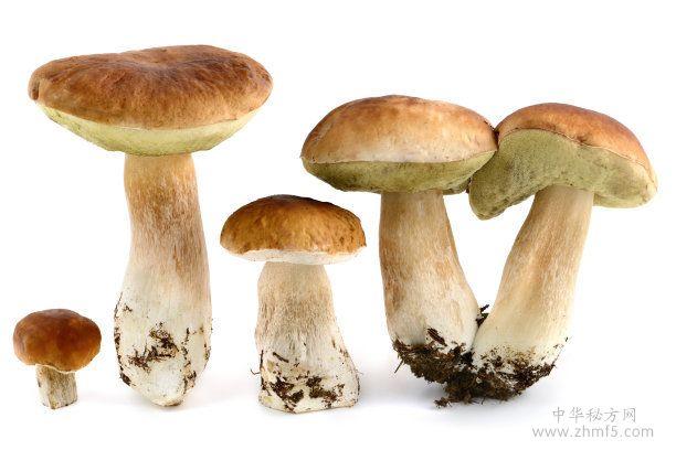 蘑菇的功效与作用(蘑菇的功效与作用禁忌)