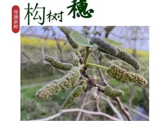 构树穗的功效与作用禁忌(构树穗的功效与吃法)