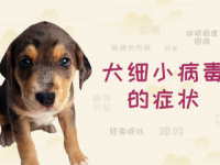 细小病毒症状(细小病毒症状治疗方法)