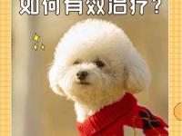 肝腹水是什么症状(小狗肝腹水是什么症状)