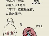 肾积水症状,孕妇肾积水症状