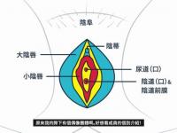 女性私密处的专业知识是多少？详细介绍了女性隐私的基本知识