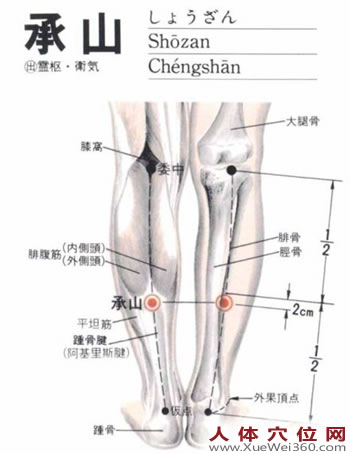 承山穴生理解剖图