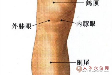 内膝眼和外膝眼